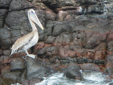 Mercan Adası 'ndaki pelikanlar, Rincon de Guayabitos, Riviera Nayarit, Meksika