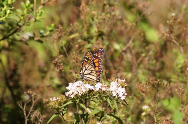Kral Kelebeği, Rosario Sığınağı, Angangueo Michoacan - Meksika