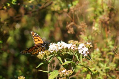 Kral Kelebeği, Rosario Sığınağı, Angangueo Michoacan - Meksika