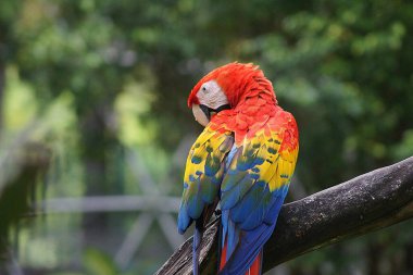 Macaw, Ara Villahermosa Tabasco - Meksika