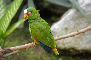Beyaz önlü papağan, Amazona albifronu, Villahermosa Tabasco - Meksika