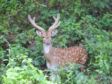 Axis axis, Chitwan National Park, El Tera - Nepal clipart