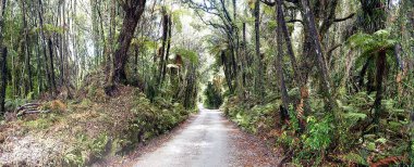 Paparoa Ulusal Parkı - Truman Pisti, Kuzeybatı Sahili, Güney Adası - Yeni Zelanda