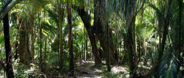 Nikau palmiyeleri, Kahurangi Ulusal Parkı, Güney Adası - Yeni Zelanda