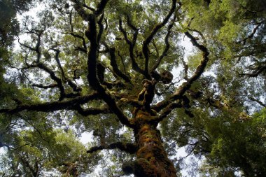 Yağmur Ormanları, Kahurangi Ulusal Parkı, Güney Adası - Yeni Zelanda