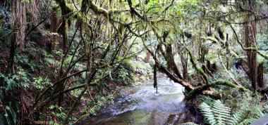 Catlins, Güney Adası 'ndaki Yağmur Ormanları - Yeni Zelanda