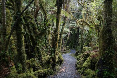 Yağmur Ormanları, Chalet Bakış Alanı, Westland Ulusal Parkı - Güney Adası, Yeni Zelanda