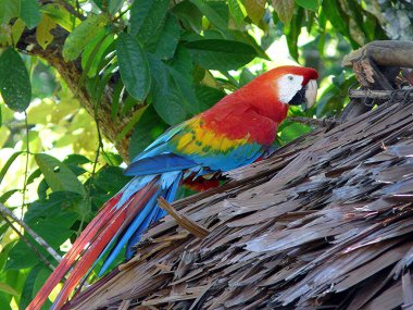 Amazon Nehri 'nde Macaw, Iquitos - Peru