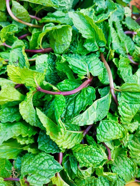 Green Mint Peppermint Leaves Leaf Aromatic Flavoring Vegetable Spice Food — Stock Photo, Image