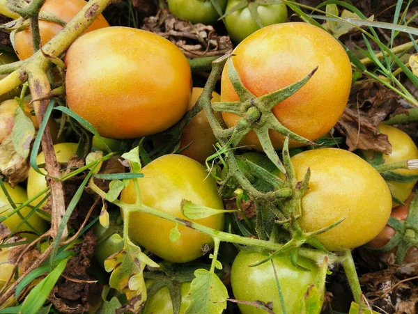 Tomat Pada Tomat Anggur Buah Sayuran Bidang Pertanian Tomat Timatar — Stok Foto