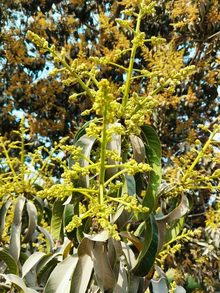 Mango Träd Blomstã Llning Blommande Mango Frukt Blomma Blommande Mango — Stockfoto