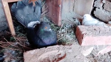 Hint fantail güvercini. Süslü güvercin. Evcil güvercinler yumurtanın üzerinde oturarak ürerler. 