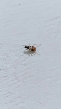 Hamamböceği kahverengi bantlı hamamböcekleri supella longipalpa ev böcek kafesi, blatte, cucaracha, barata, tilchatta, lalbag kapağı kakerlake view scarafaggio image gokiburi kapanış video klibi 
