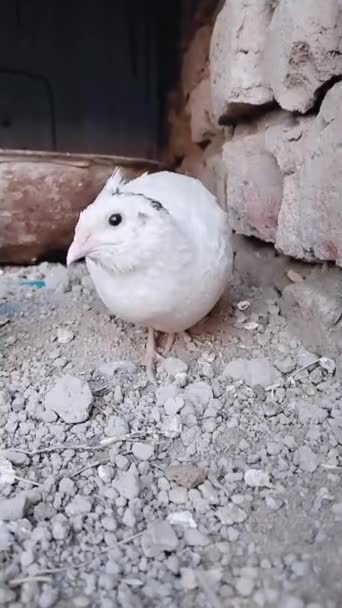 Beyaz Japon Bıldırcın Coturnix Japonica Coturnix Bıldırcın Kuşu Vurucu Hayvan — Stok video