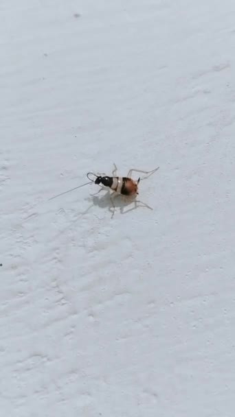 Cucaracha Marrón Cucarachas Supella Longipalpa Casa Insecto Animal Cafard Blatte — Vídeo de stock