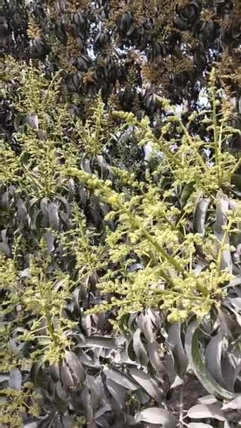 Mangabaum Blütenstand Blühende Mangos Frucht Pflanze Blüte Blühende Mangoknospen Blumen — Stockvideo