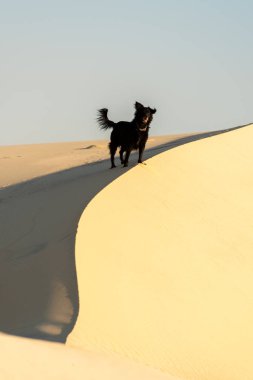 Bir siyah köpek çöl kum tepelerinde eğleniyor. 