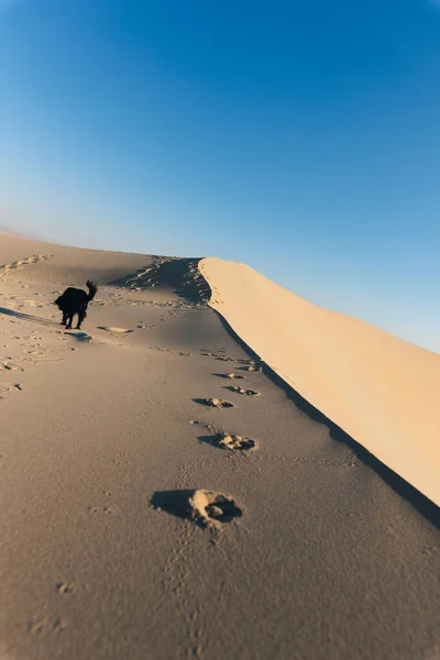 Cão Preto Que Tem Uma Explosão Nas Dunas Areia Deserto — Fotografia de Stock