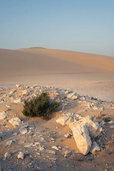 Πράσινος Θάμνος Και Ένας Μεγάλος Βράχος Στο Χρυσό Φως Του — Φωτογραφία Αρχείου