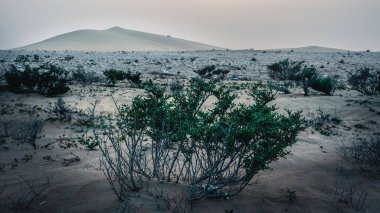  Küçük yeşil çalı, büyük kum tepeciğinin dibinde, Orta Doğu 'nun tatlı kumlarının üzerinde, körfez, katar, tepesinde yeşil yapraklar yok.
