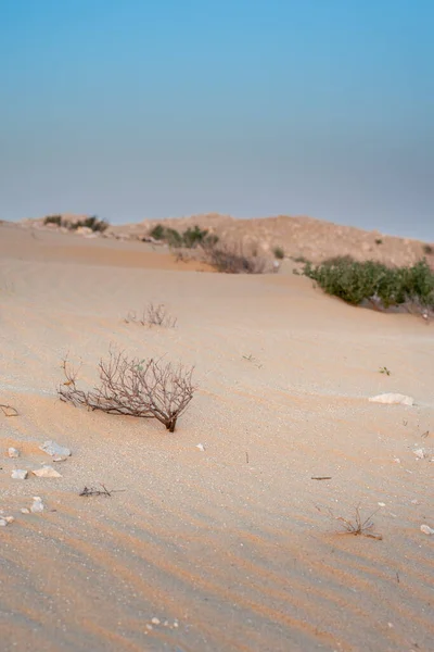 Ένα Δέντρο Χωρίς Φύλλα Που Βρίσκεται Στο Πάτωμα Της Ερήμου — Φωτογραφία Αρχείου
