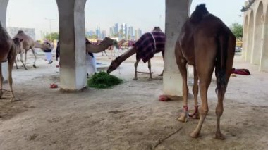 Çiftlikte yeşil yaprakları besleyen develer, battaniyelerle kaplı develer, tek hörgüçlü develer, çöl, Orta Doğu, Katar.