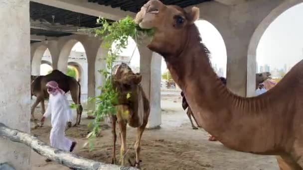 ラクダは農場で緑の葉を食べ ラクダは毛布で覆われ 1頭はラクダ カタール — ストック動画