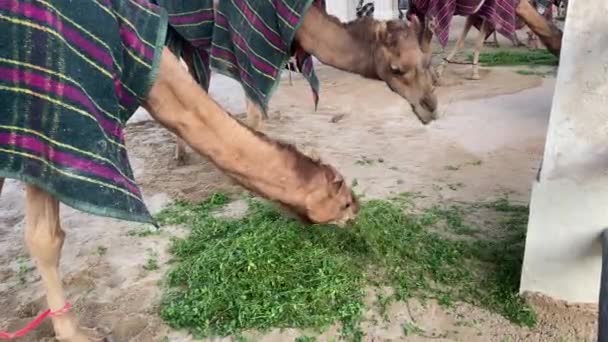 Kamelen Voeden Groene Bladeren Boerderij Kamelen Bedekt Met Dekens Een — Stockvideo