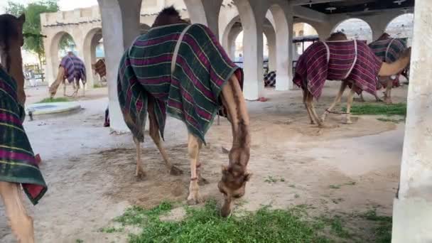 Camellos Alimentando Hojas Verdes Granja Camellos Cubiertos Con Mantas Una — Vídeo de stock