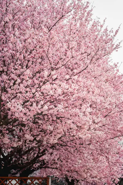 stock image Gorgeous pink blossoming tree announcing the arrival of spring