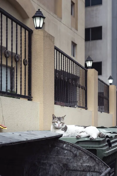 Kot Odpoczywający Śmietniku Świcie Starej Części Miasta — Zdjęcie stockowe