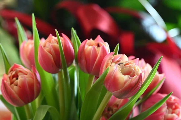 Kytice Růžových Tulipánů — Stock fotografie