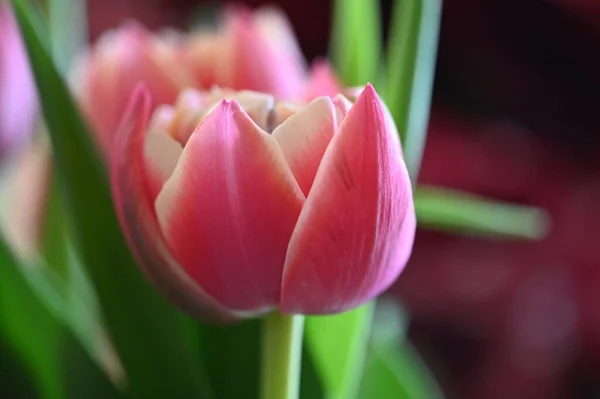 Bouquet Tulipani Rosa — Foto Stock