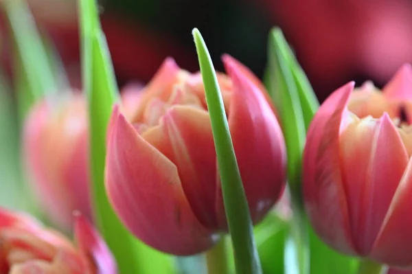 Boeket Roze Tulpen — Stockfoto
