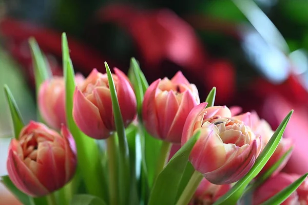Kytice Růžových Tulipánů — Stock fotografie