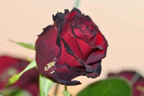 花瓶里有一束红玫瑰 — 图库照片