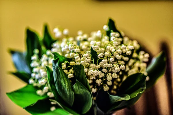 花瓶里的山谷百合花束 — 图库照片