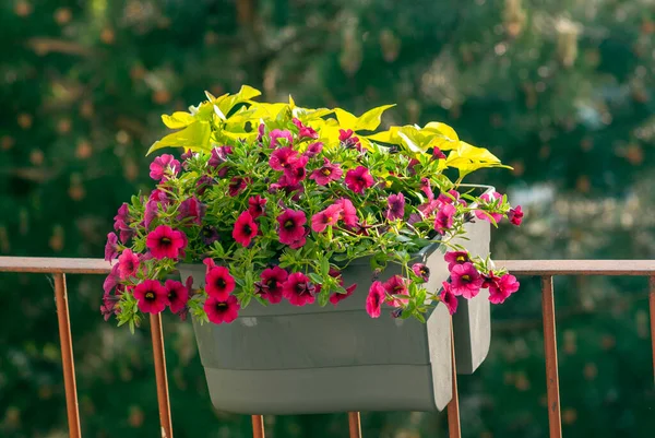 Piękne Kwiaty Garnku Balkonie — Zdjęcie stockowe