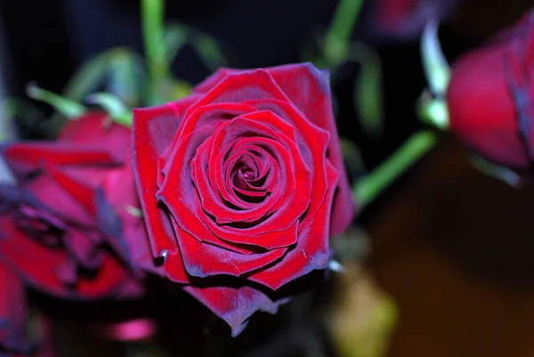 Czerwona Róża Wazonie — Zdjęcie stockowe