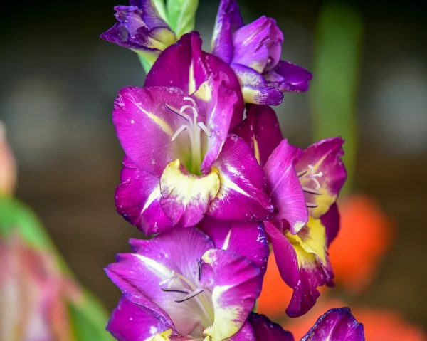Gladiolusz Virágok Vázában — Stock Fotó