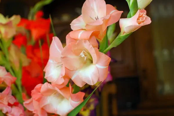 Színes Gladiolusok Vázában — Stock Fotó