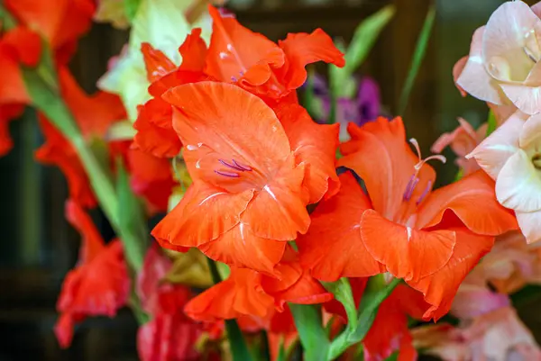 Flores Rojas Blancas Jarrón — Foto de Stock