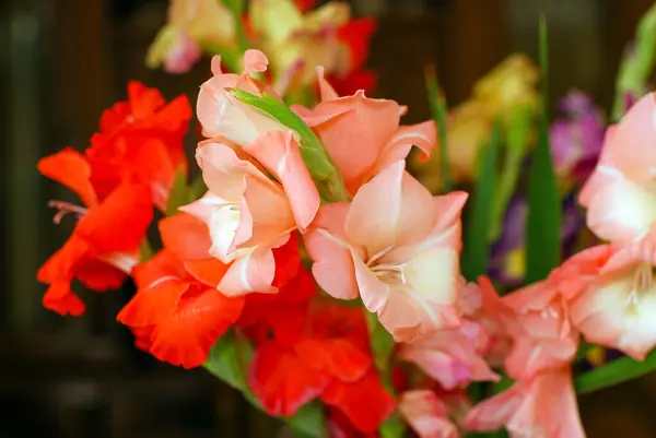 Colorful Gladioli Vase — Stock Photo, Image