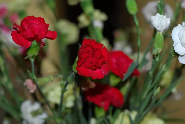 Gyönyörű Virágok Háttérben Közelről — Stock Fotó