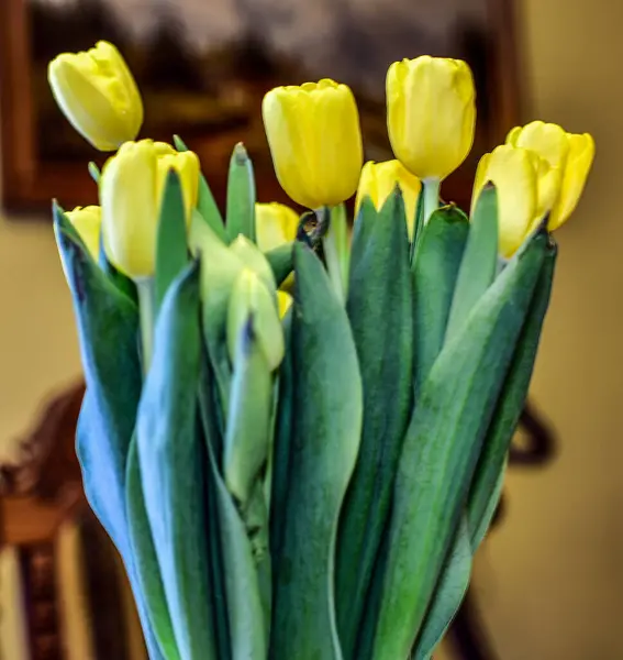 花瓶里的黄色郁金香 — 图库照片