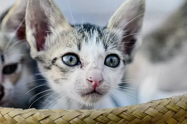 Portrait Beautiful Cat — Stock Photo, Image