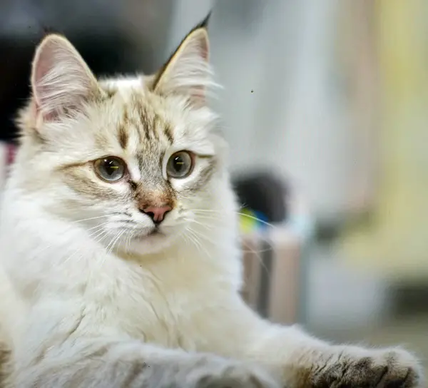 Kucing Dengan Mata Biru — Stok Foto