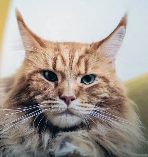 Червоний Кіт Блакитними Очима — стокове фото