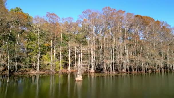 Increíble Naturaleza Los Pantanos Estatales Caddo Lake Texas Vista Aérea — Vídeo de stock
