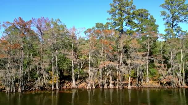 德克萨斯卡多湖州沼泽地的奇异自然景色 空中景观 — 图库视频影像